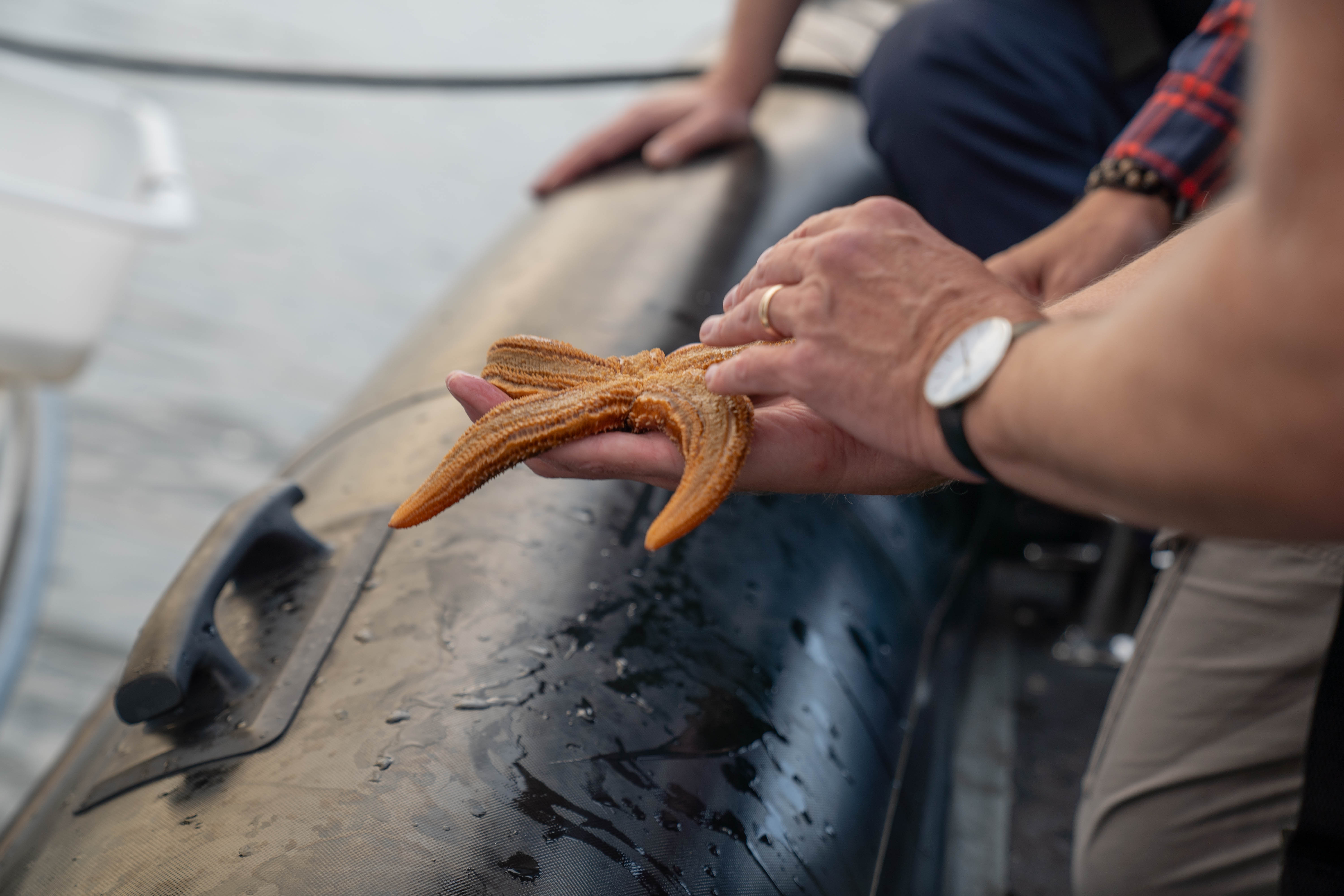 Søstjerne fra Vejle Fjord
